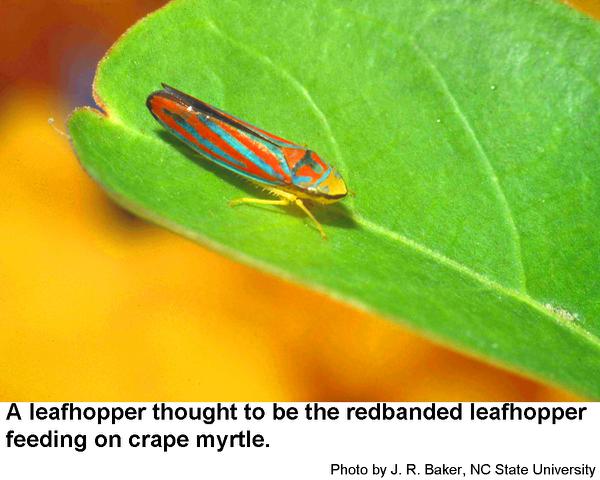 Red-banded leafhoppers